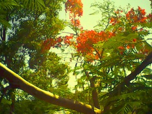 cathianaIMG_20070328_010207