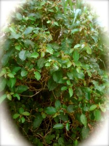 cathianaIMG_20130613_193009