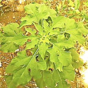 fabiolaIMG_20080509_202648