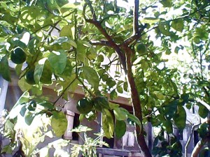 lorryIMG_20150528_162532