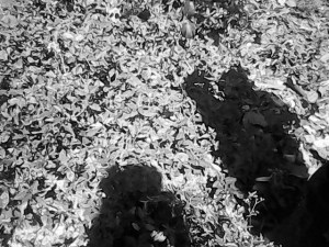 lorryIMG_20150528_162558