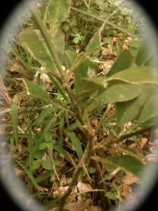 lounedjaIIMG_20130613_193314